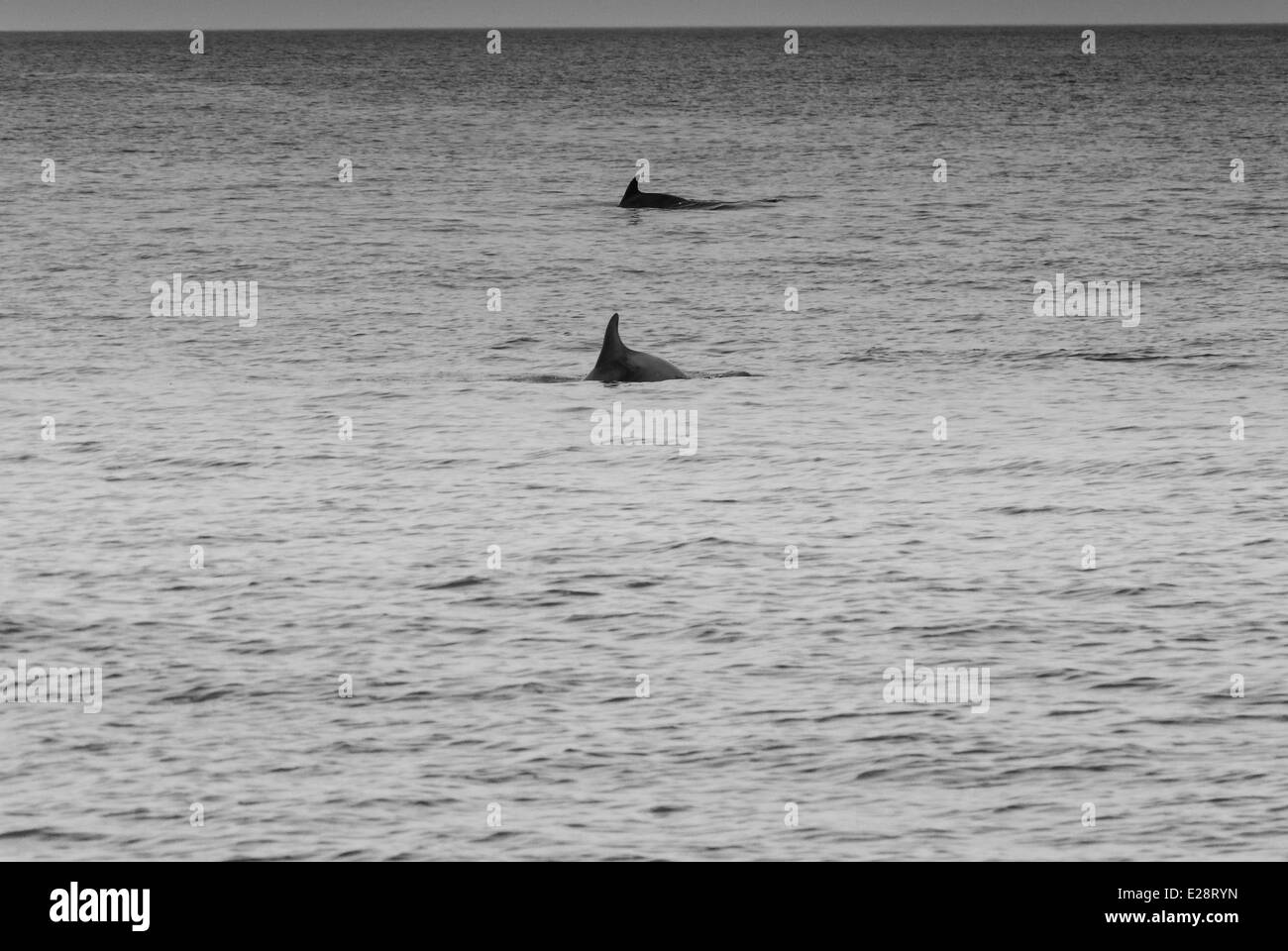 I delfini interrompono la loro alimentazione su un fondale di pesce per indagare su un passaggio di imbarcazioni a vela Foto Stock