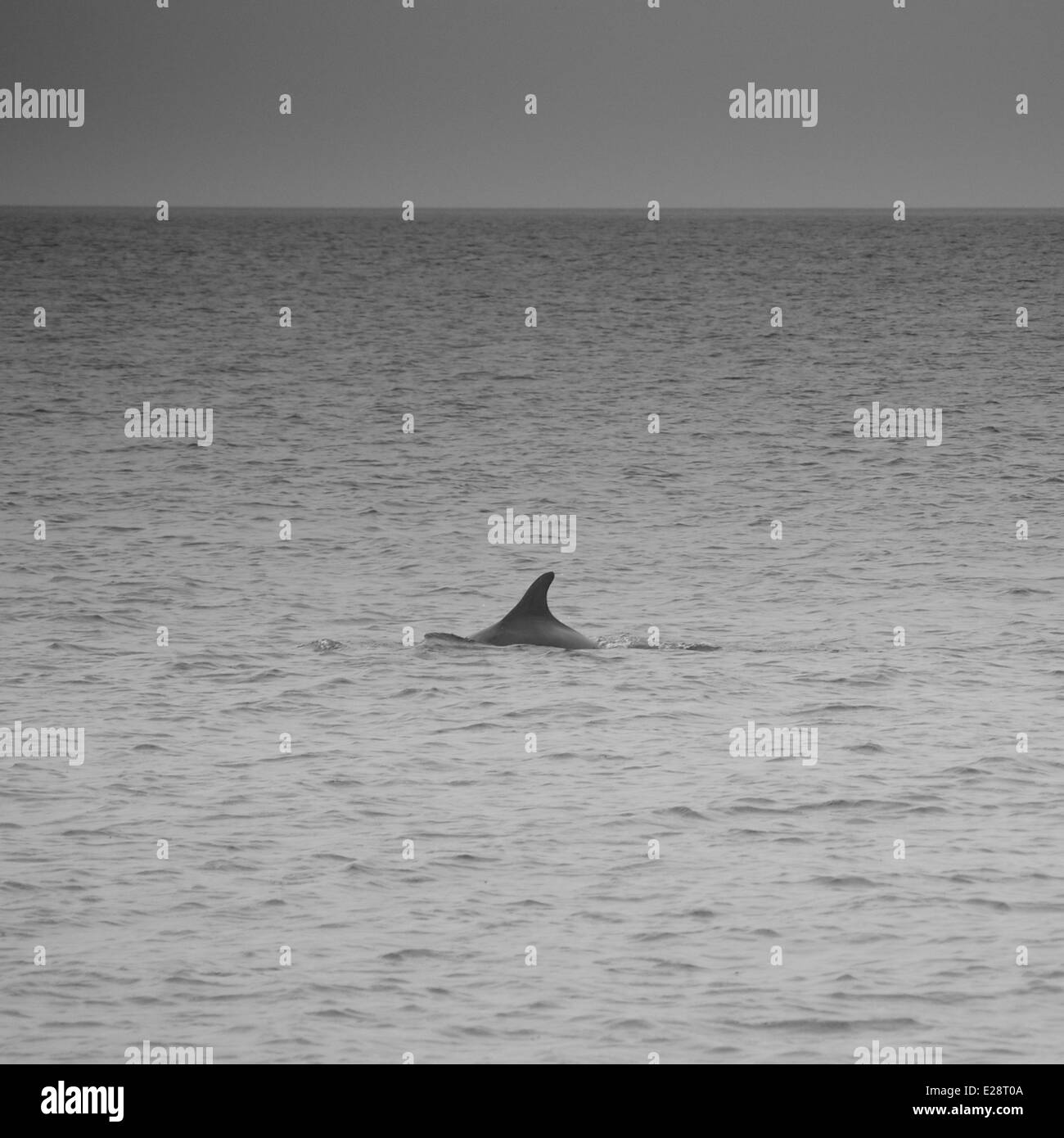 I delfini interrompono la loro alimentazione su un fondale di pesce per indagare su un passaggio di imbarcazioni a vela Foto Stock