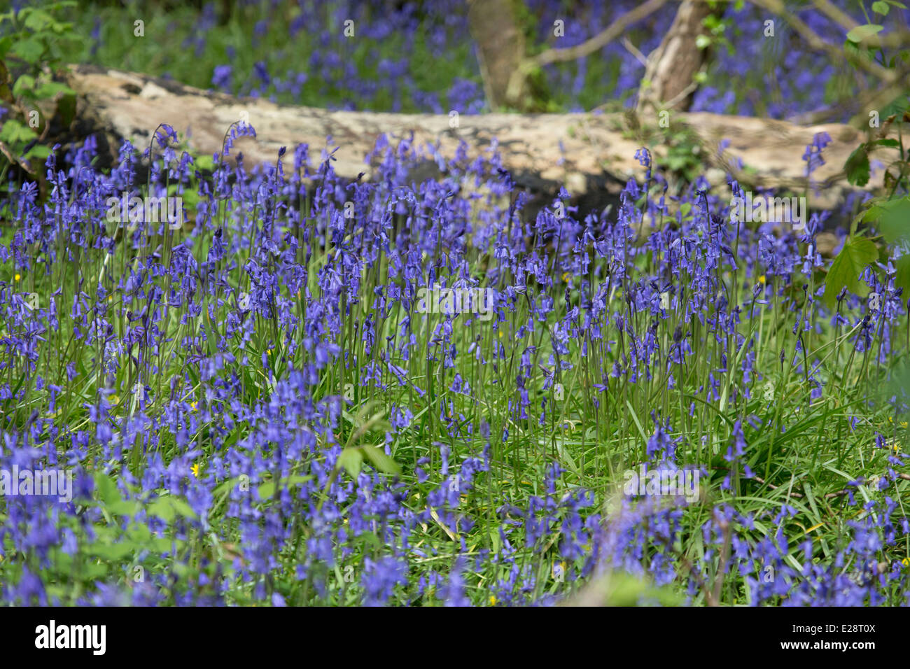 Bluebells nel bosco della Cornovaglia Foto Stock