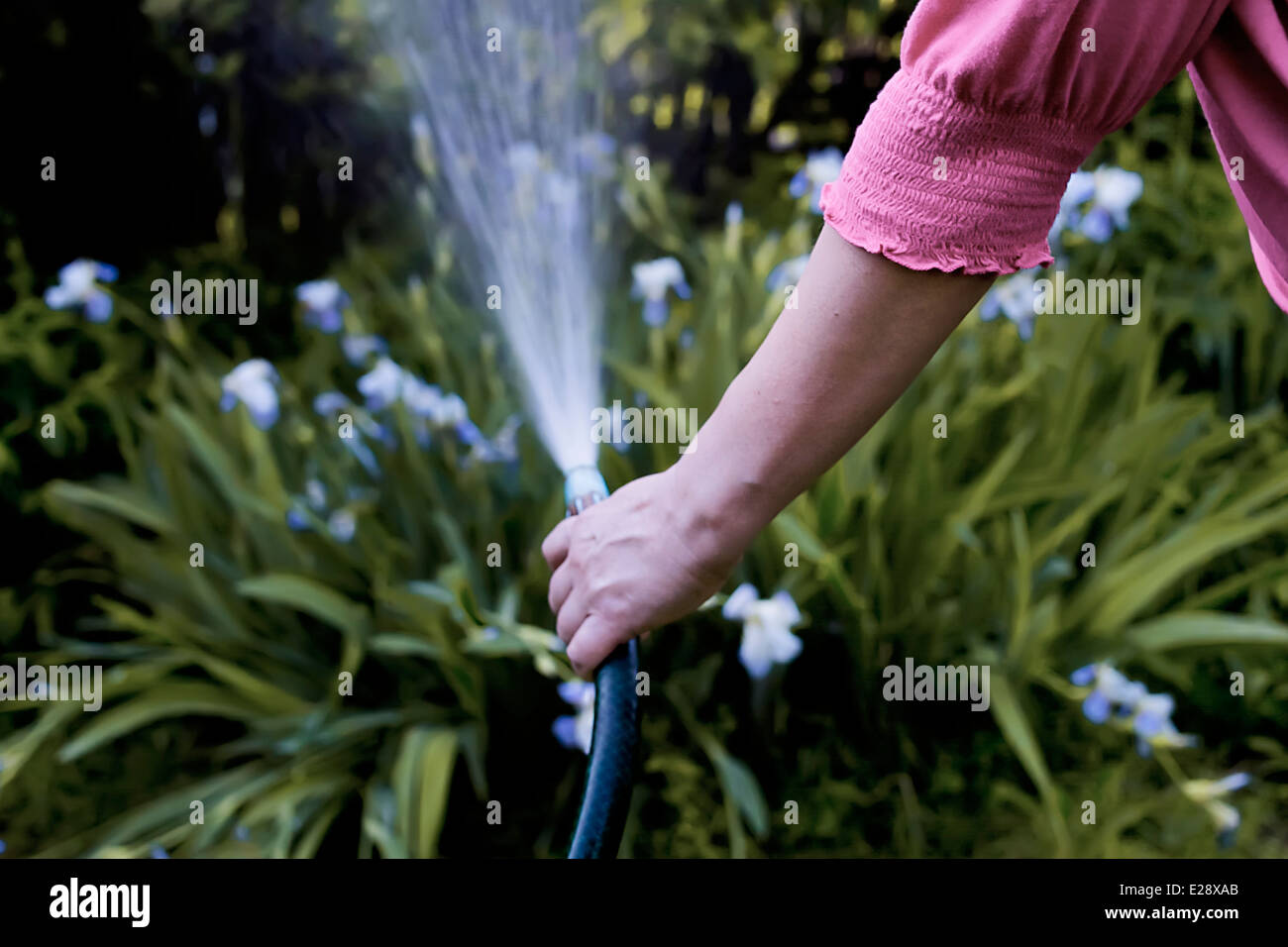 La mano di una donna, innaffiare il suo giardino Foto Stock