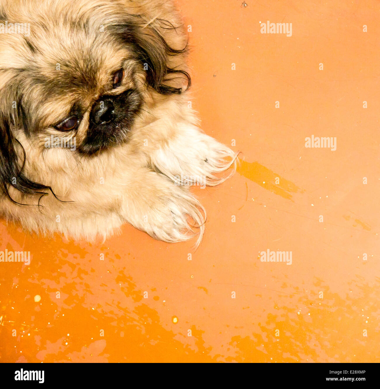 Cane pechinese. Foto Stock