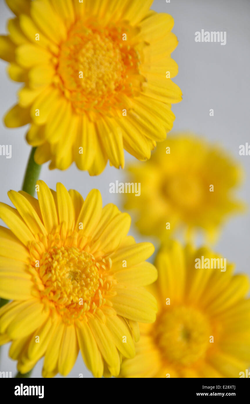 Il giallo dei fiori di Calendula Foto Stock