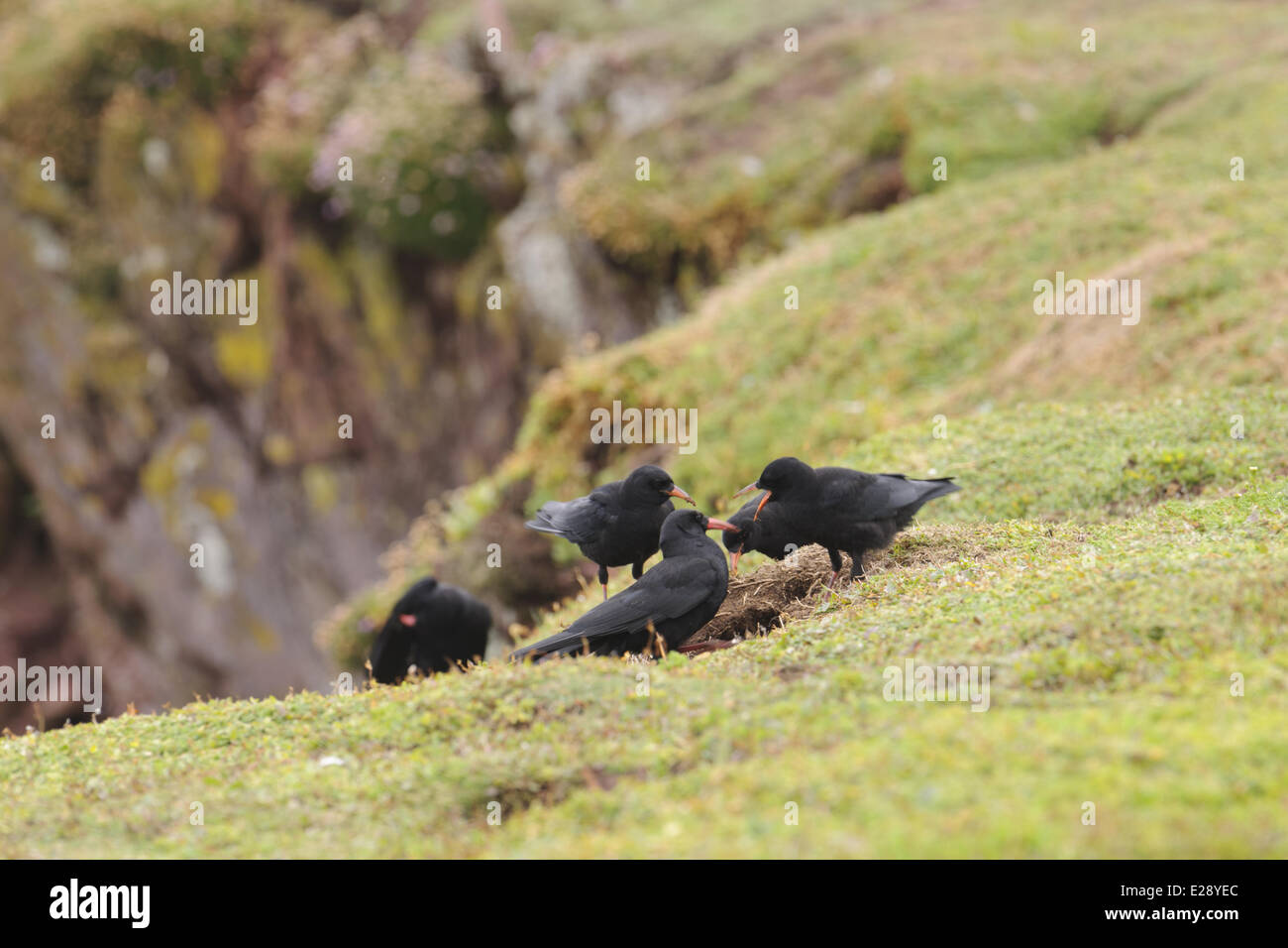 Rosso-fatturate (CHOUGH Pyrrhocorax pyrrhocorax) cinque adulti, alimentazione su una scogliera, Skokholm Island, Pembrokeshire, Galles, Giugno Foto Stock