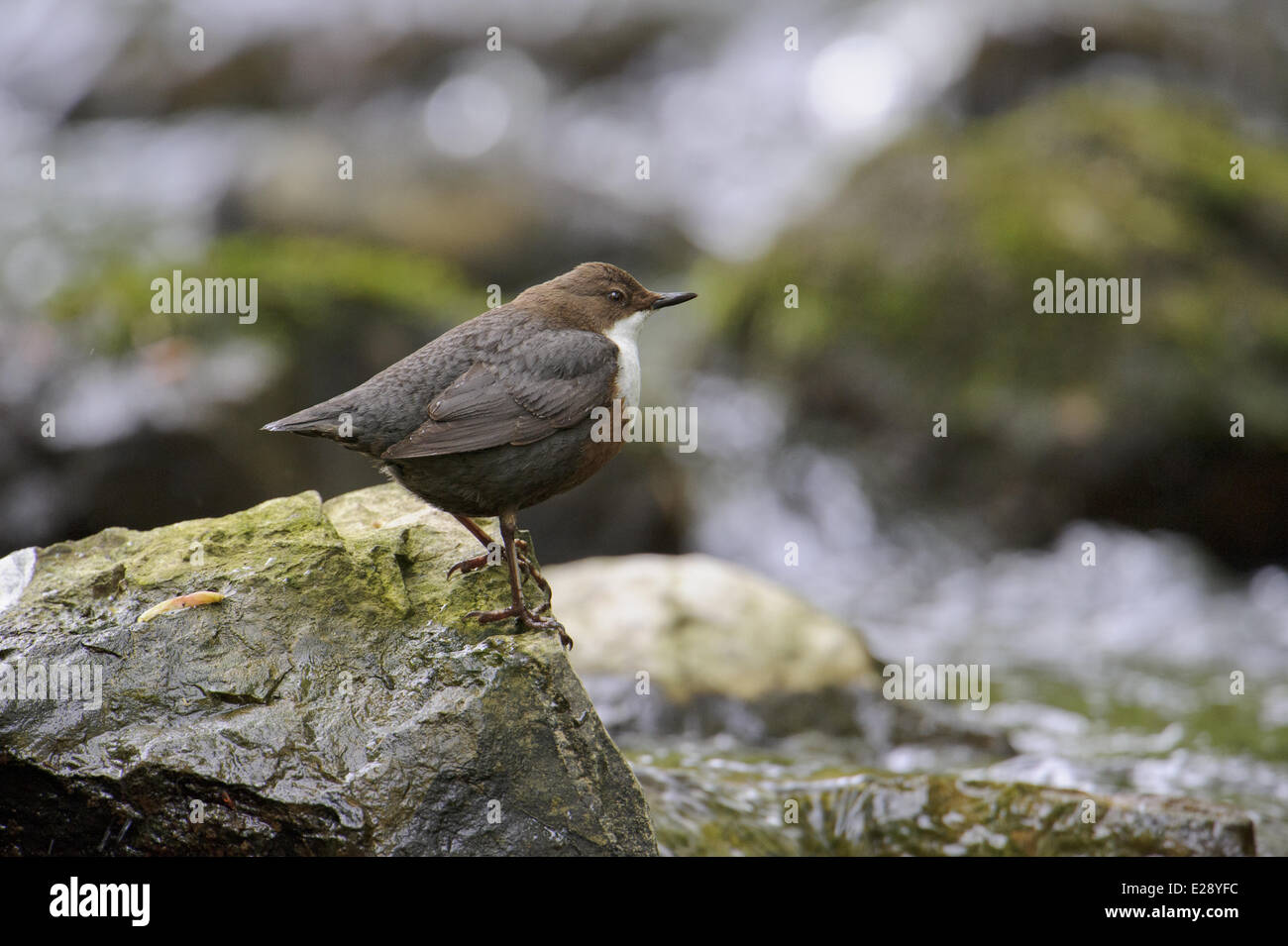 Bianco-throated bilanciere (Cinclus cinclus gularis) adulto, in piedi sulla roccia nel flusso, il Galles può Foto Stock