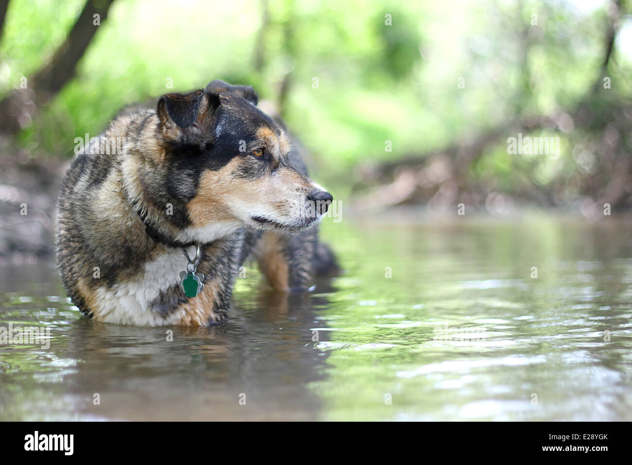 Una bella e grande Pastore Tedesco Border Collie Razza mix cane è nuotare nel fiume nel bosco in un giorno di estate. Foto Stock