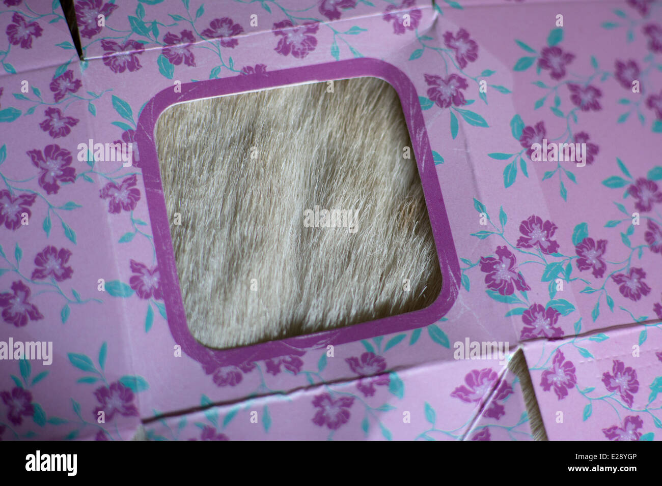 Capelli di pelle di capra che mostra attraverso una sfinestratura foro nel cartone modellato Foto Stock
