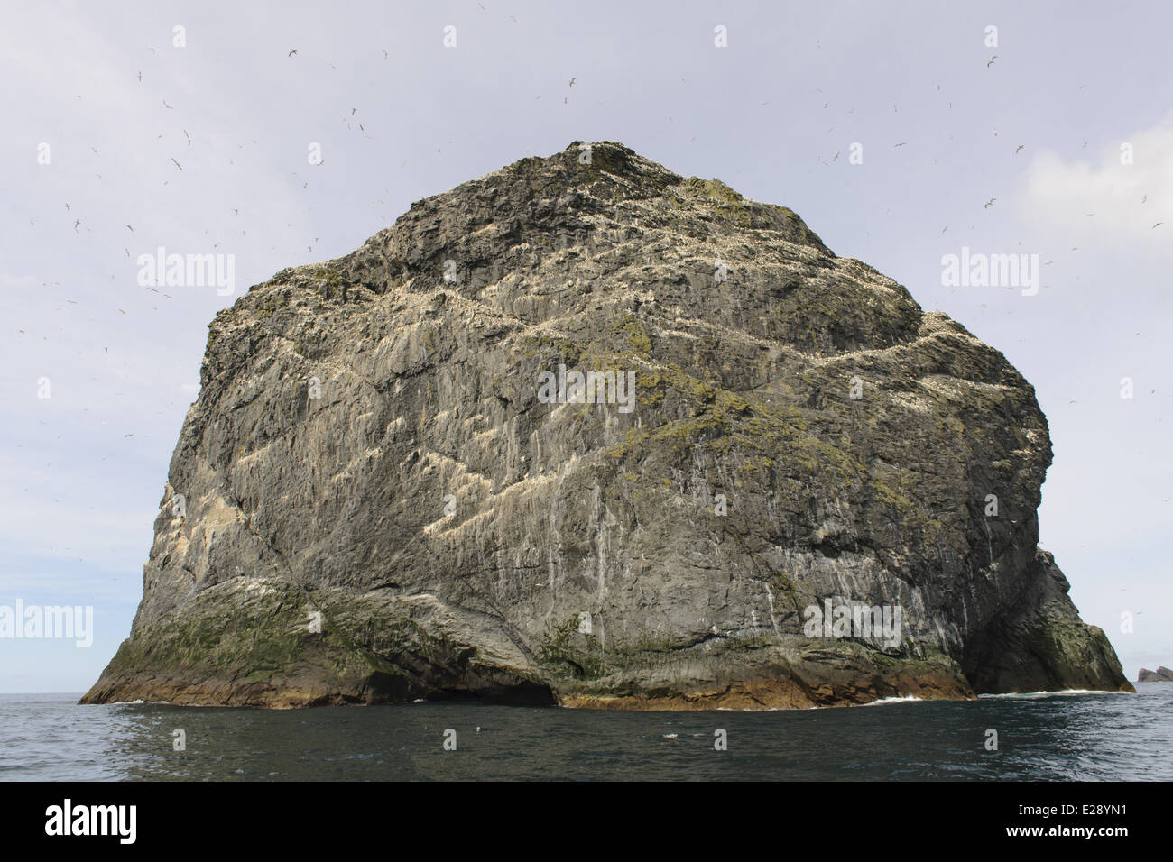 Northern Gannet (Morus bassanus) colonia nidificazione, minion, Ebridi Esterne, Scozia, Luglio Foto Stock