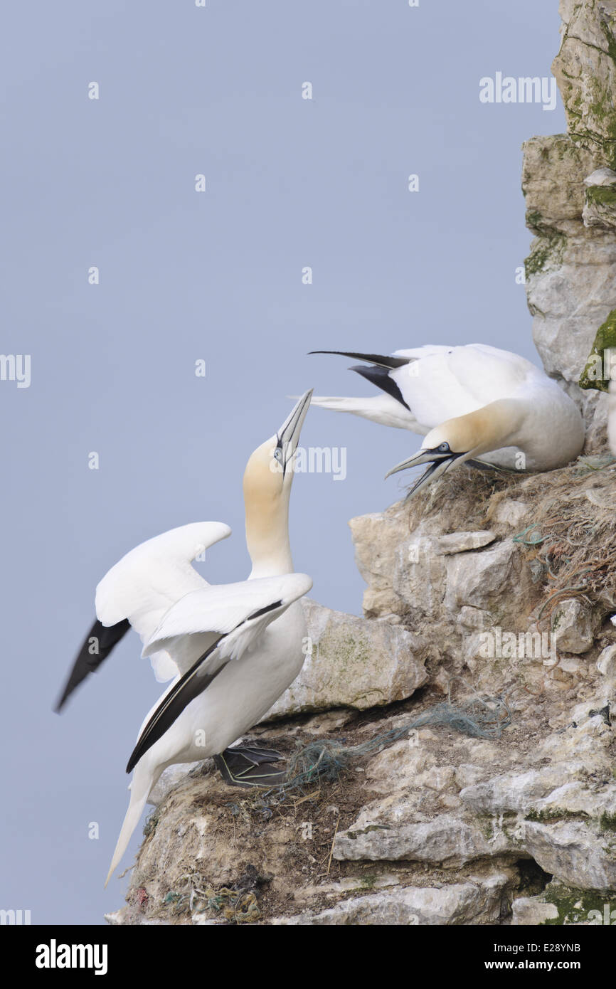 Northern Gannet (Morus bassanus) due adulti, nella disputa territoriale a nidi sulla scogliera sul mare, Bempton Cliffs RSPB Riserva, Bempton, East Yorkshire, Inghilterra, Marzo Foto Stock