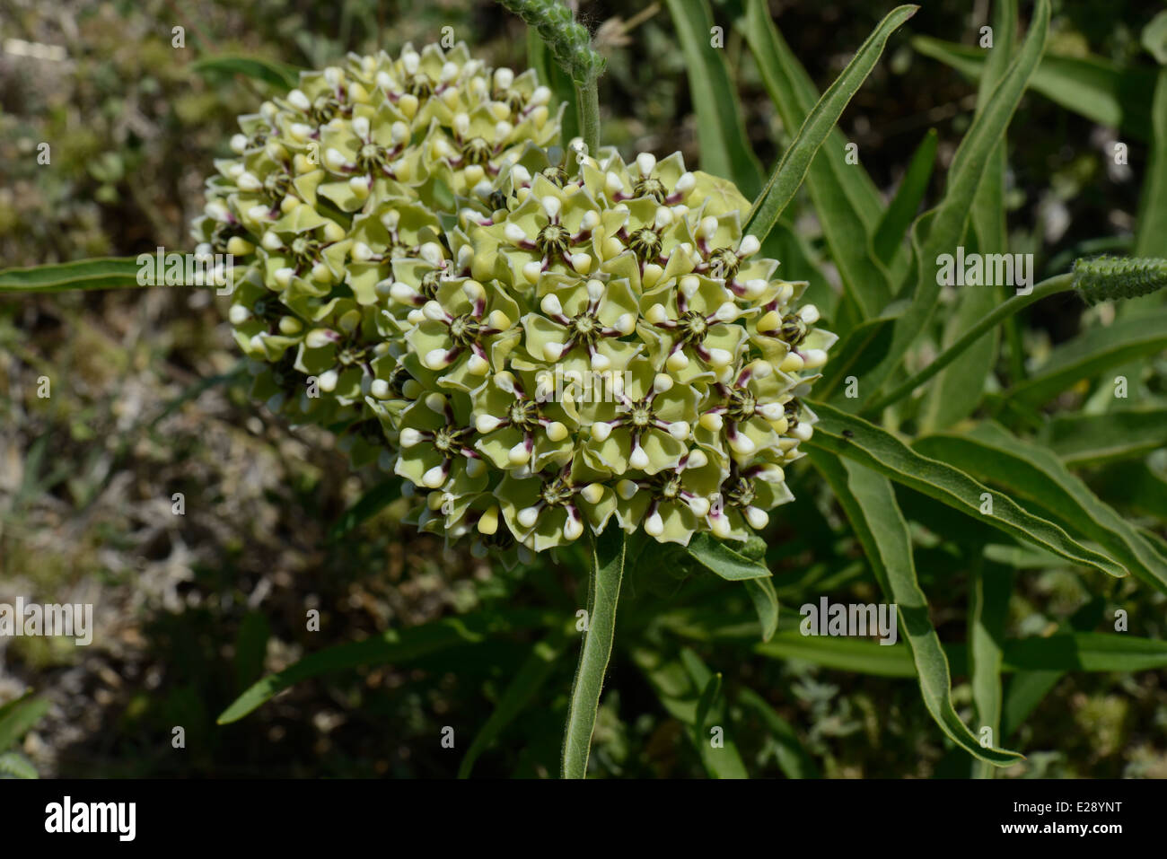 impianto ospite della monarch Foto Stock