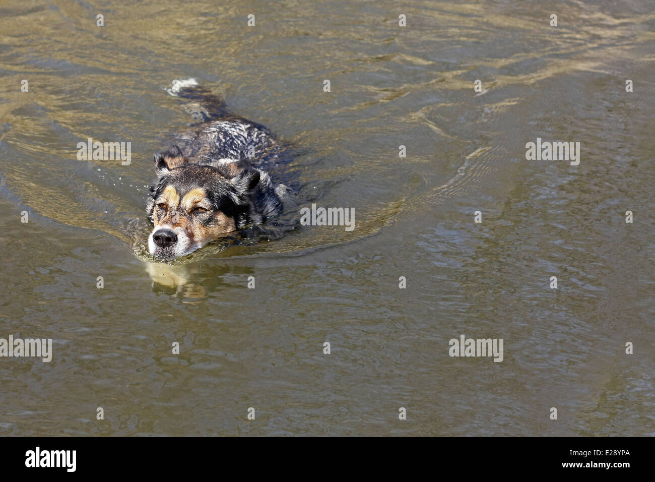 Un simpatico pastore tedesco di razza Mix di cucciolo di cane è nuotare nel lago di acqua su un giorno d'estate. Foto Stock