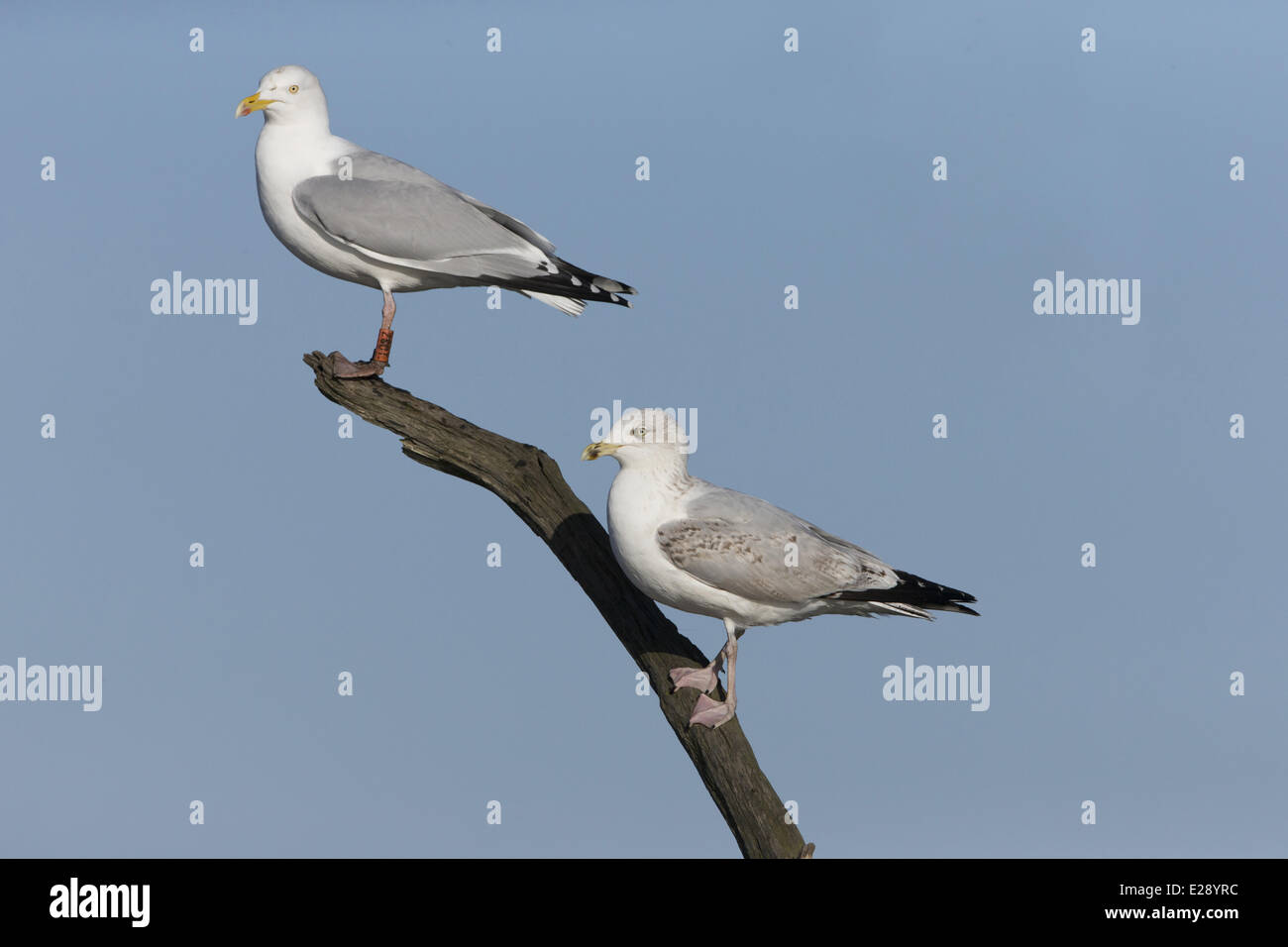 Aringa Gabbiano (Larus argentatus) adulto, allevamento del piumaggio, e immaturi, terzo piumaggio invernale, in piedi sul ramo di albero, Suffolk, Inghilterra, Febbraio Foto Stock