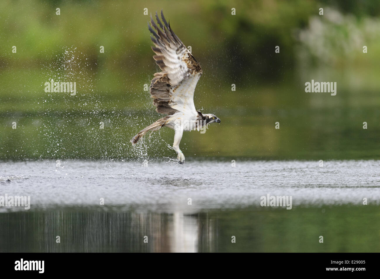 Falco pescatore (Pandion haliaetus) adulto, in volo, tenendo fuori dal piccolo lochan, Rothiemurchus foresta, Strathspey, Cairngorms N.P., Highlands, Scozia, Luglio Foto Stock