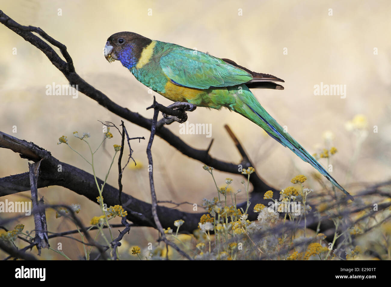 Australian Ringneck (Barnardius zonarius zonarius) Port Lincoln sottospecie, adulto, alimentando sul secco, flowerheads Ormiston Gorge, West MacDonnell N.P., West MacDonnell Range, Red Centre, Territorio del Nord, l'Australia, Settembre Foto Stock