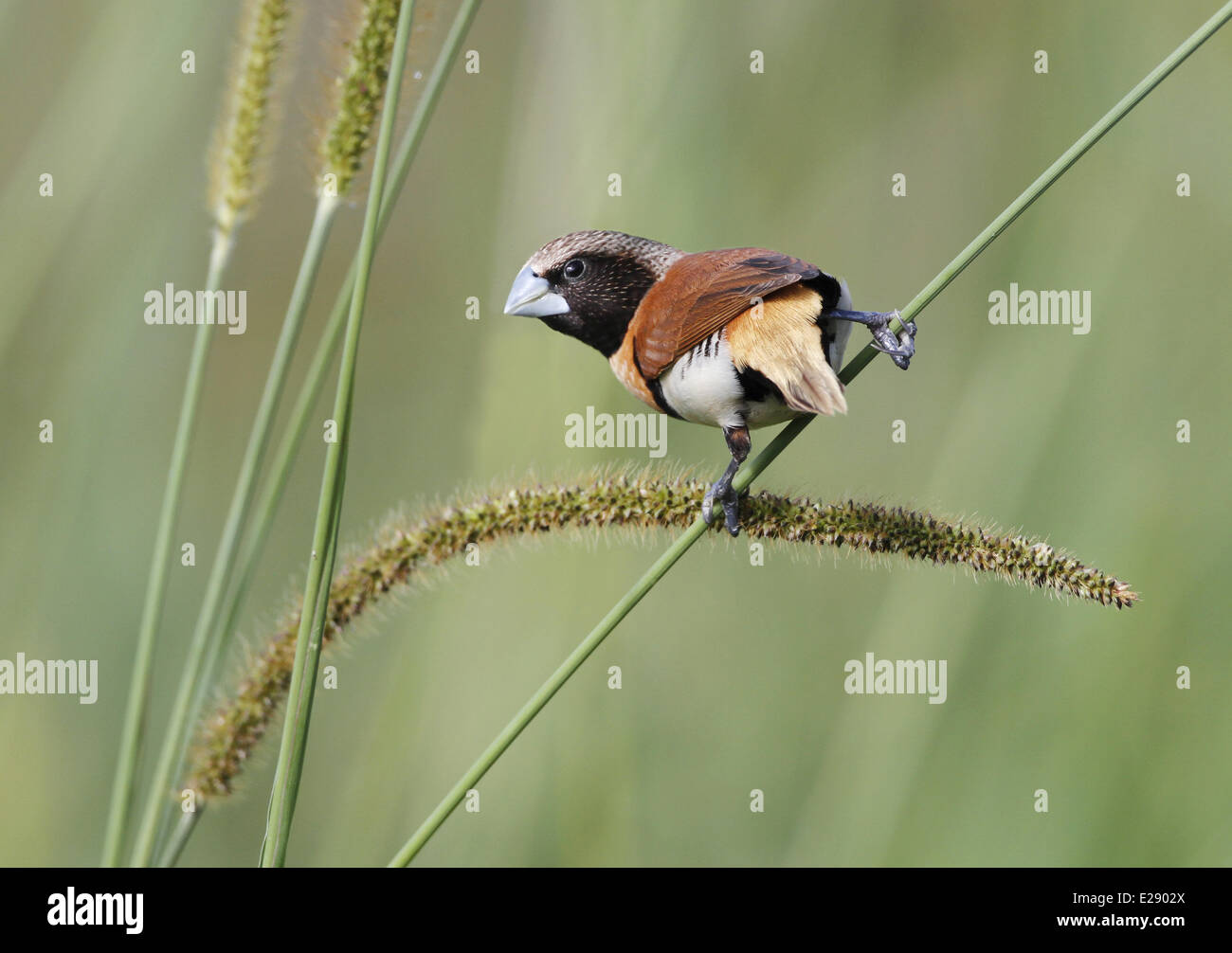 Chestnutbreasted Munia (Lonchura castaneothorax) adulto, si nutrono di