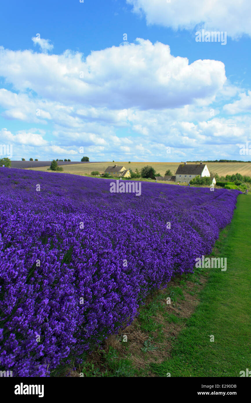 Bella Cotswold campo di lavanda in piena fioritura in Inghilterra su una giornata d'estate. Foto Stock