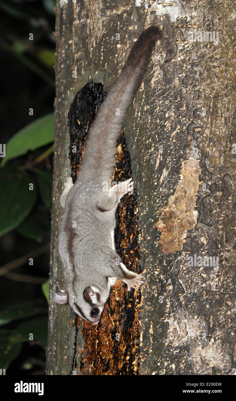 Sugar Glider (Petaurus breviceps) adulto, alimentazione su la linfa degli alberi di notte, Atherton altipiano, Gran Catena Divisoria, Queensland, Australia, Ottobre Foto Stock