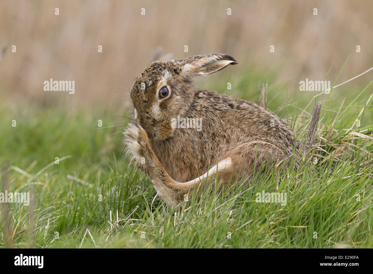 Unione lepre (Lepus europaeus) adulto, toelettatura hind piede, seduta in campo in erba, Suffolk, Inghilterra, Marzo Foto Stock
