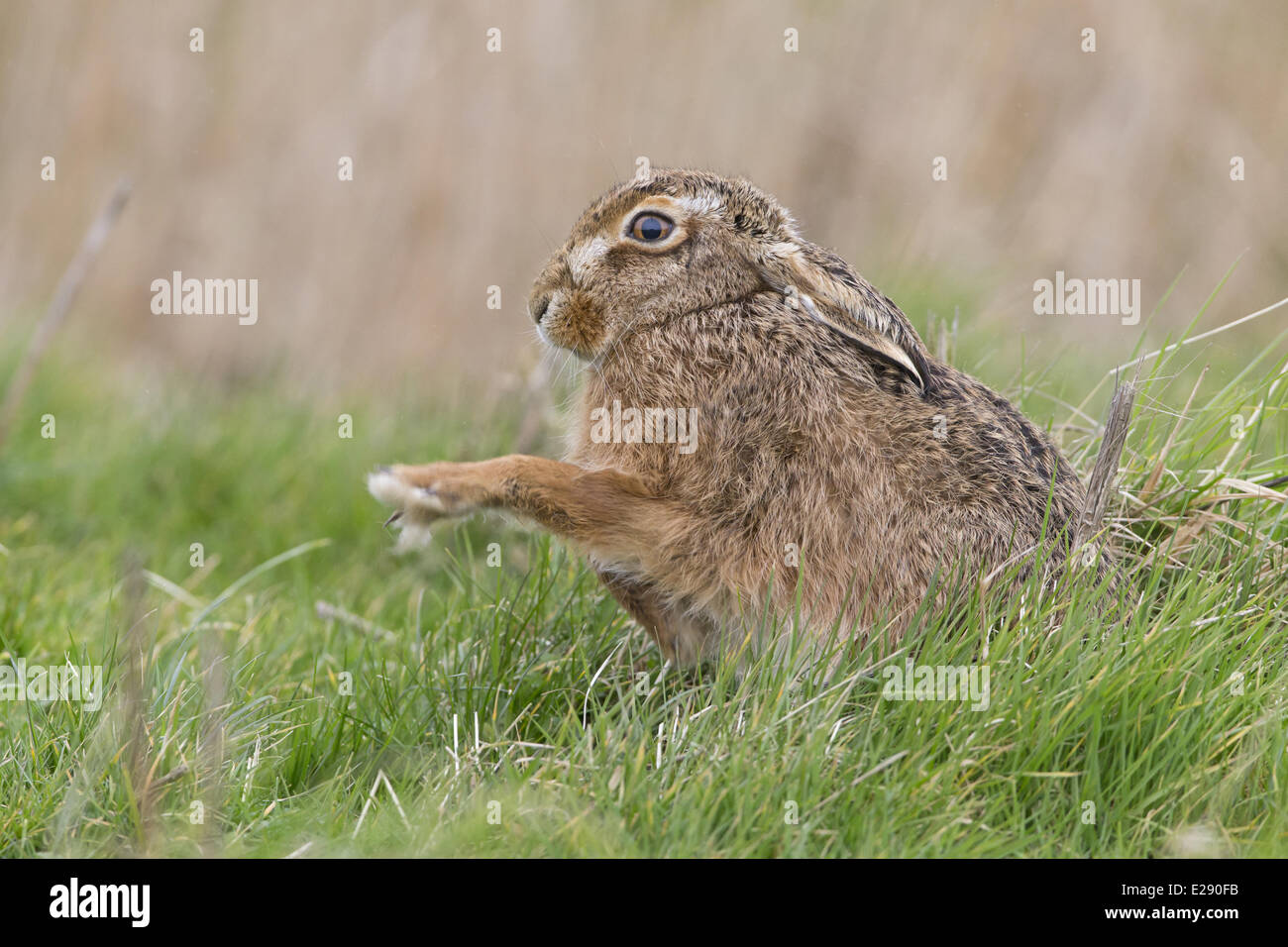 Unione lepre (Lepus europaeus) adulto, agitando zampe anteriori, Seduta in campo in erba, Suffolk, Inghilterra, Marzo Foto Stock