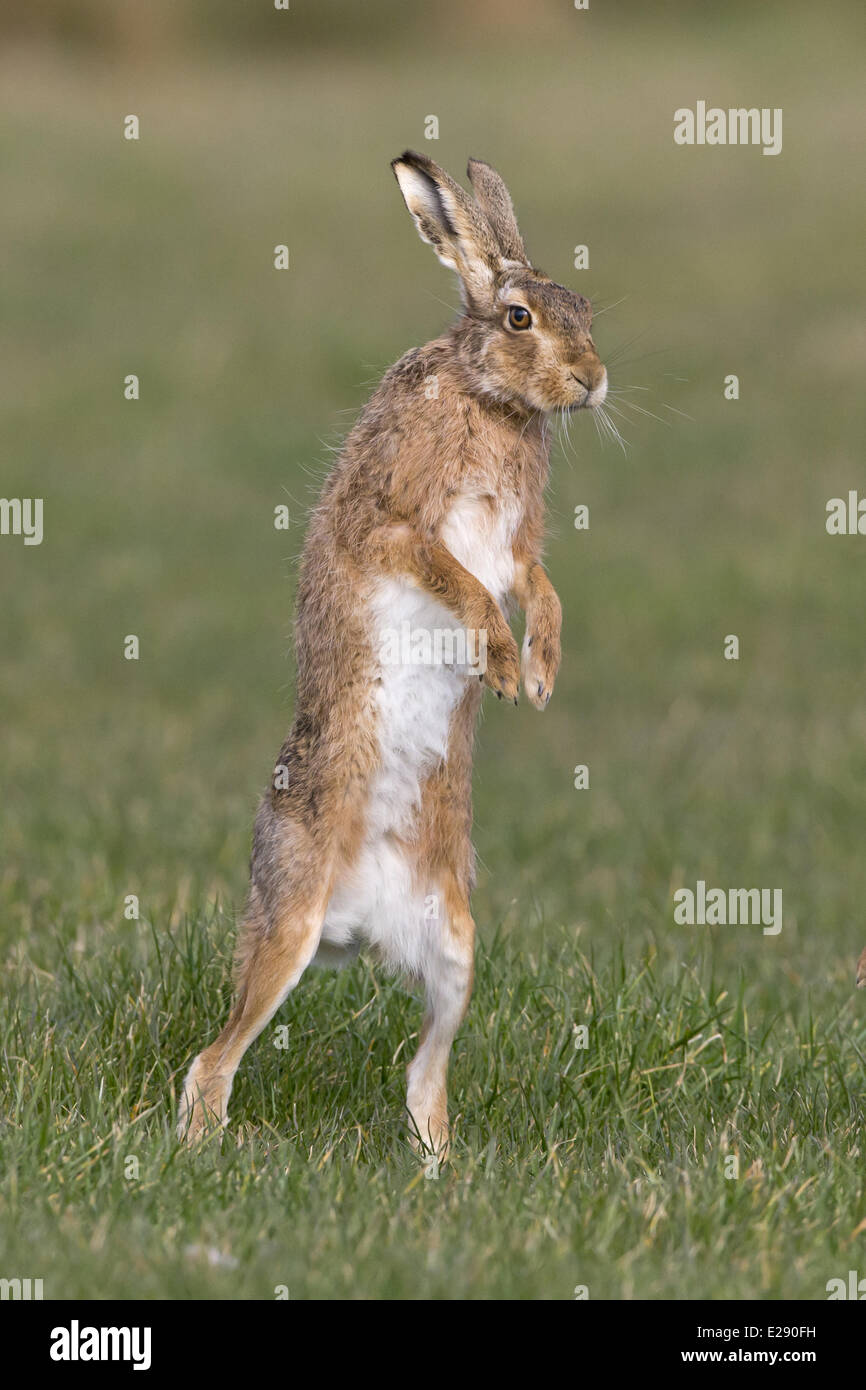 Unione lepre (Lepus europaeus) adulto, in piedi sulle zampe posteriori nel campo in erba, Suffolk, Inghilterra, Marzo Foto Stock