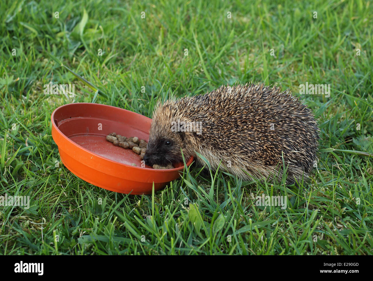 Unione riccio (Erinaceus europaeus) immatura e alimentazione a vaschetta sul prato, Norfolk, Inghilterra, Aprile Foto Stock