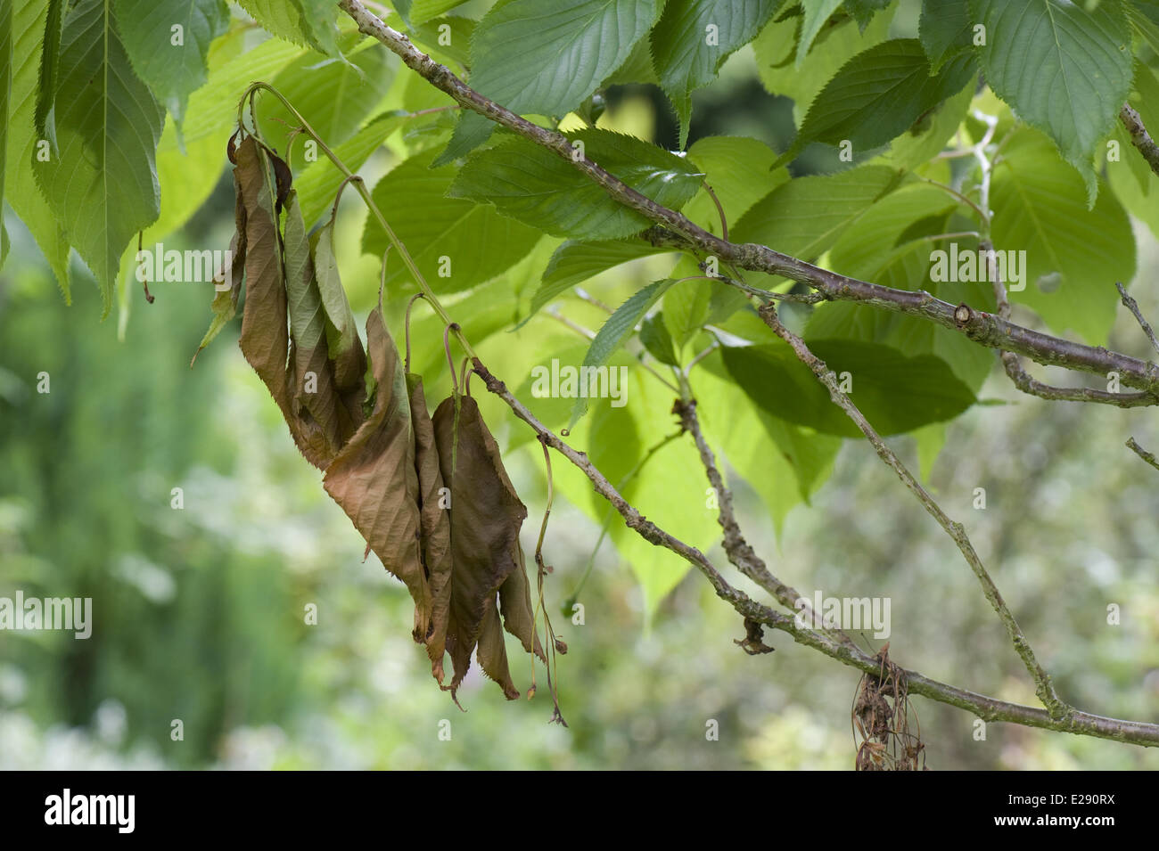 Rametto o deperimento di diramazione su una fioritura ornamentali ciliegia, Prunus sp., probabilmente causato da un infezioni fungine piuttosto che batteri batteriosi vascolare Foto Stock
