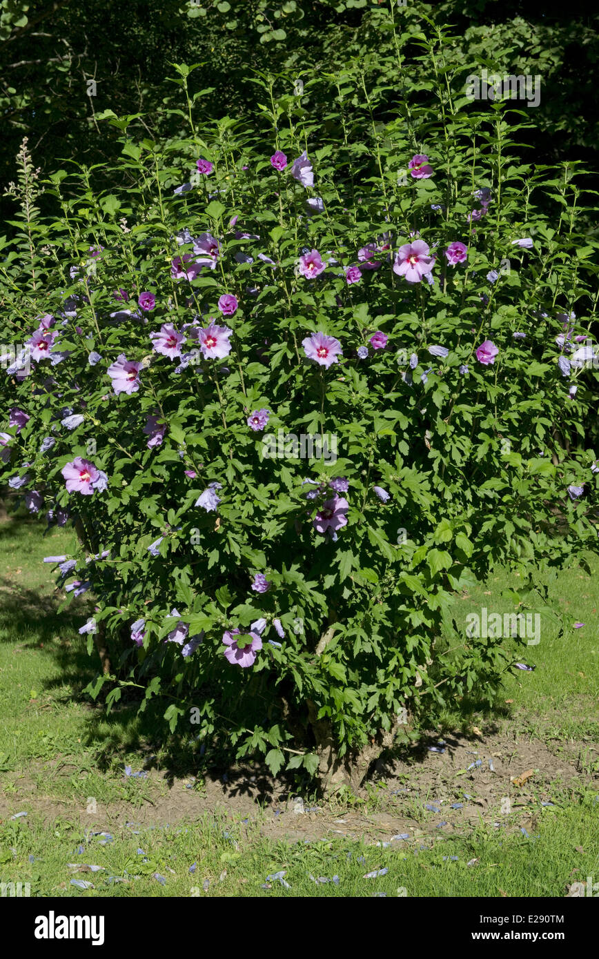 Woody Malva (Hibiscus syriacus) fioritura, sulle rive della Dordogna, Gironde, Francia Foto Stock