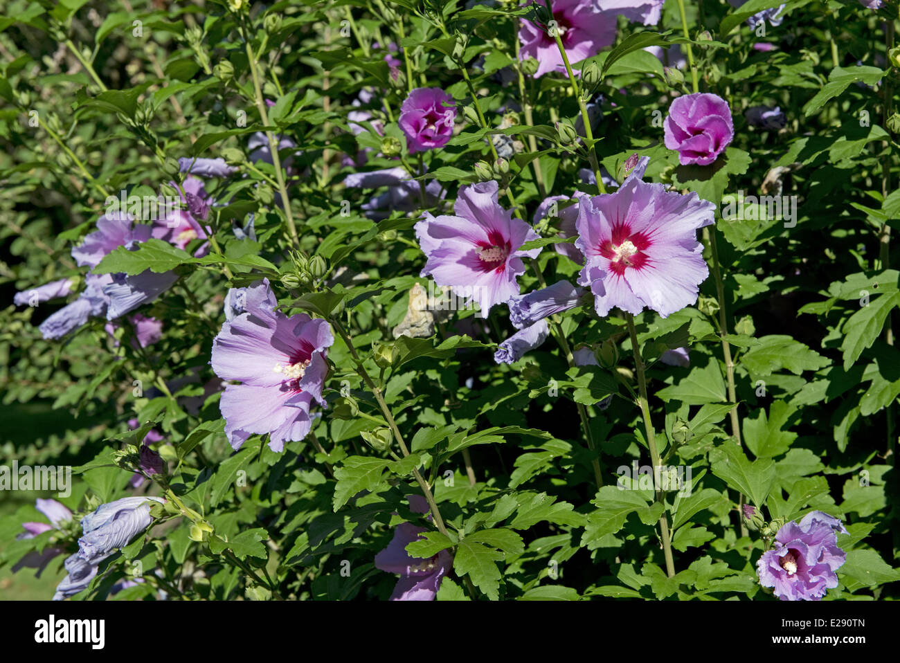 Woody Malva (Hibiscus syriacus) fioritura, sulle rive della Dordogna, Gironde, Francia Foto Stock
