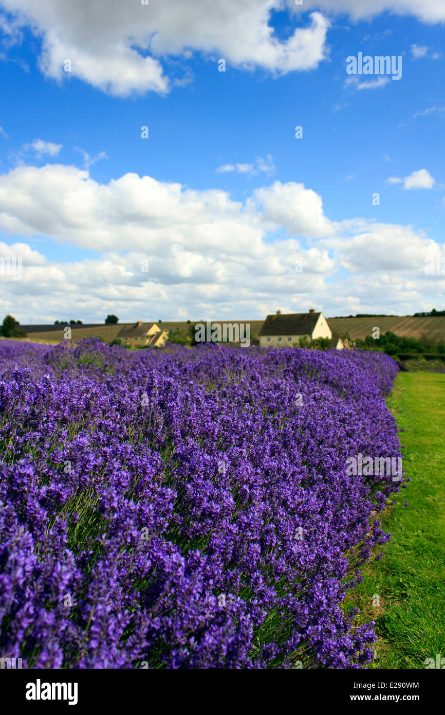 Bella Cotswold campo di lavanda in piena fioritura in Inghilterra su una giornata d'estate. Foto Stock