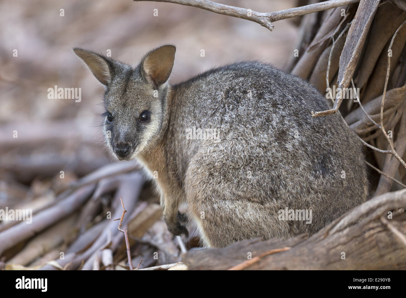 Tammar Wallaby (Macropus eugenii) adulto, Kangaroo Island, South Australia, Australia, Febbraio Foto Stock