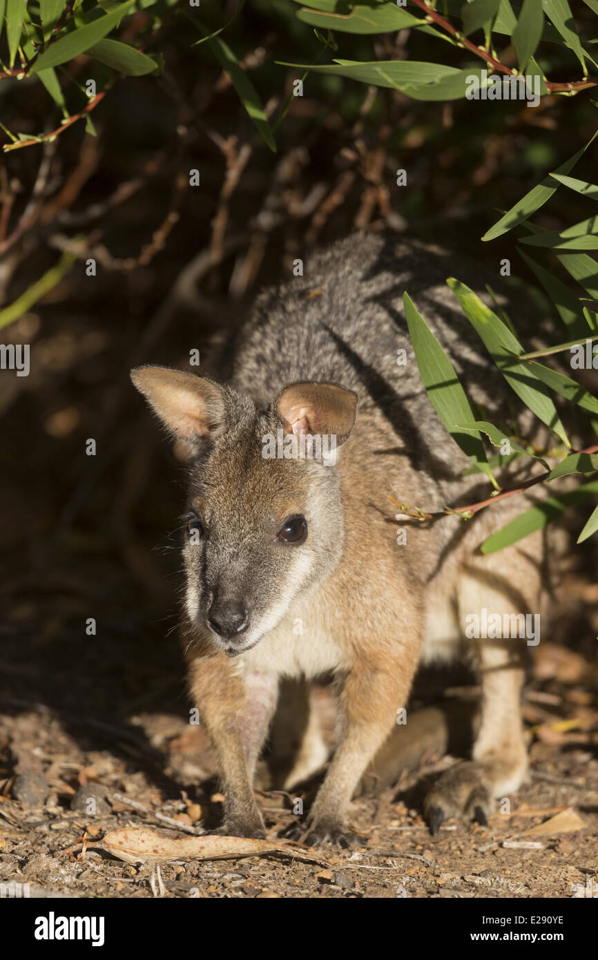 Tammar Wallaby (Macropus eugenii) adulto, Kangaroo Island, South Australia, Australia, Febbraio Foto Stock