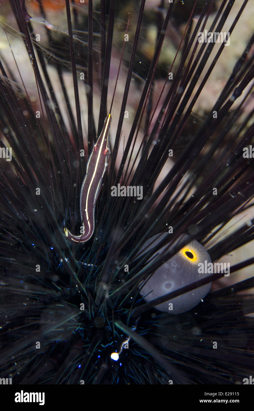 Scugnizzo Clingfish (Diademichthys lineatus) adulto, rifugiandosi in nero Longspine ricci di mare (Diadema setosum), Rinca Isola, Komodo N.P., Lesser Sunda Islands, Indonesia, Marzo Foto Stock