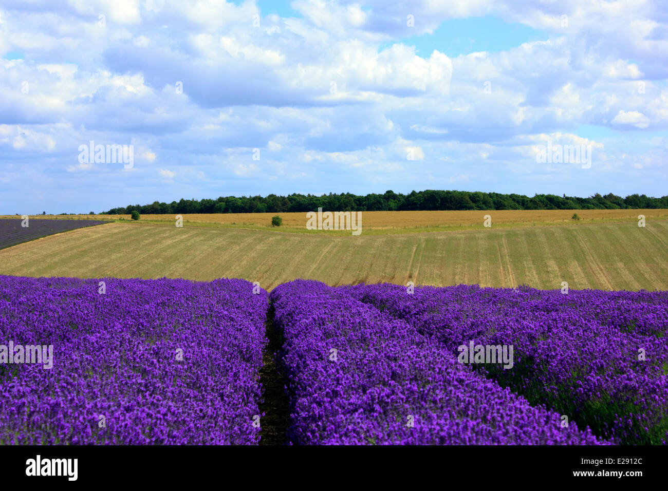Bella Cotswold campo di lavanda in piena fioritura in Inghilterra su una giornata d'estate. Foto Stock