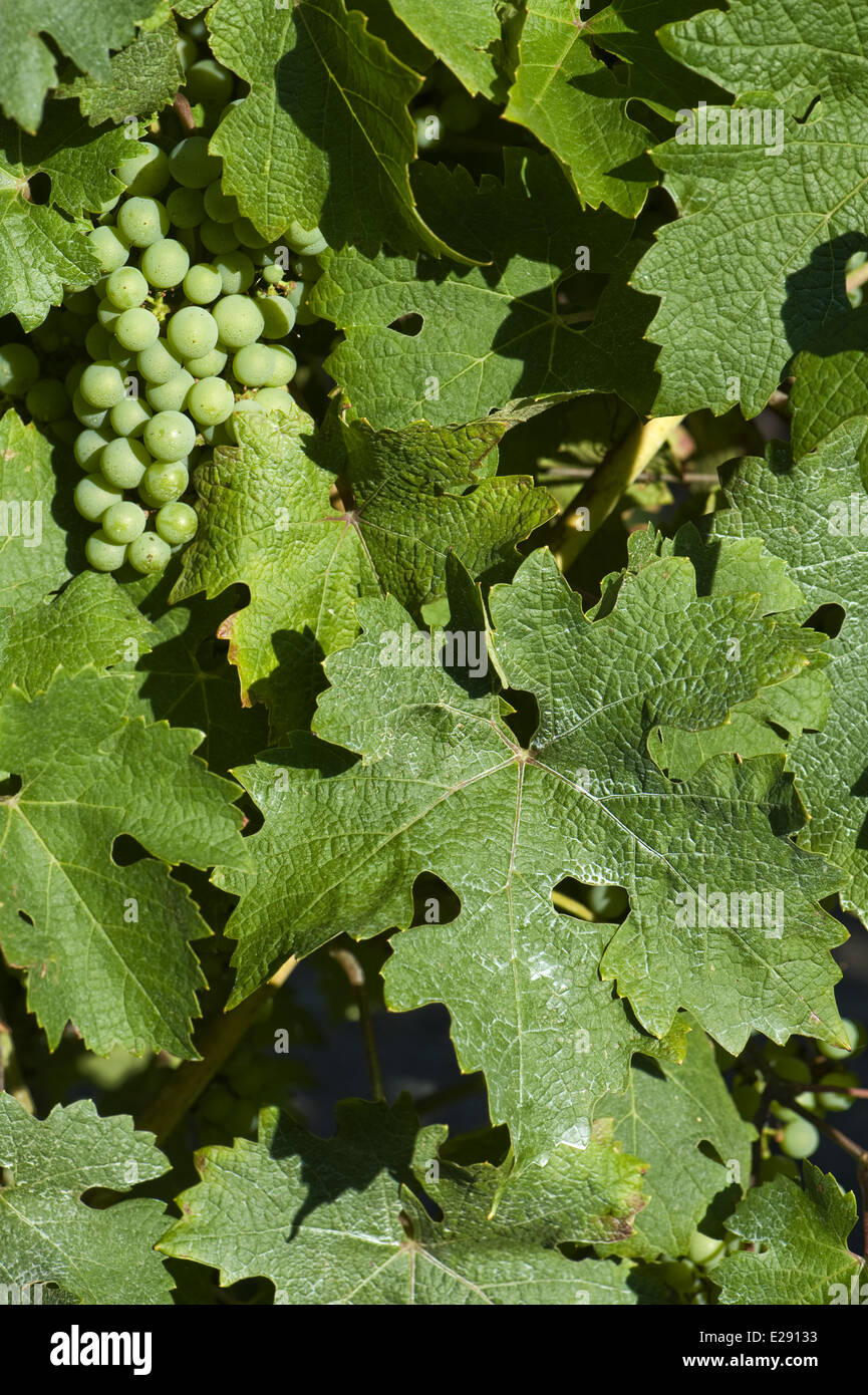 Deposito essiccato di fungicida spruzzato sulle foglie di una pianta di vite con frutto maturo Foto Stock