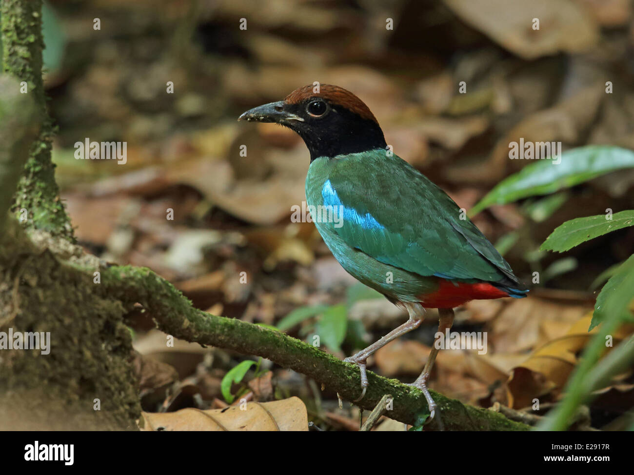 Con cappuccio (Pitta Pitta sordida) adulto, appollaiato su ramoscello, Taman Negara N.P., montagne Titiwangsa, Penisola Malese, Malaysia, Febbraio Foto Stock