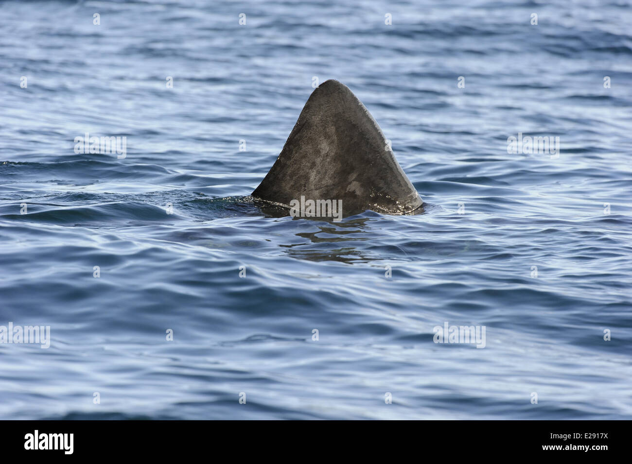 Lo squalo elefante (Cetorhinus maximus) adulto, pinna dorsale in corrispondenza di una superficie di acqua, minion, Ebridi Esterne, Scozia, Luglio Foto Stock