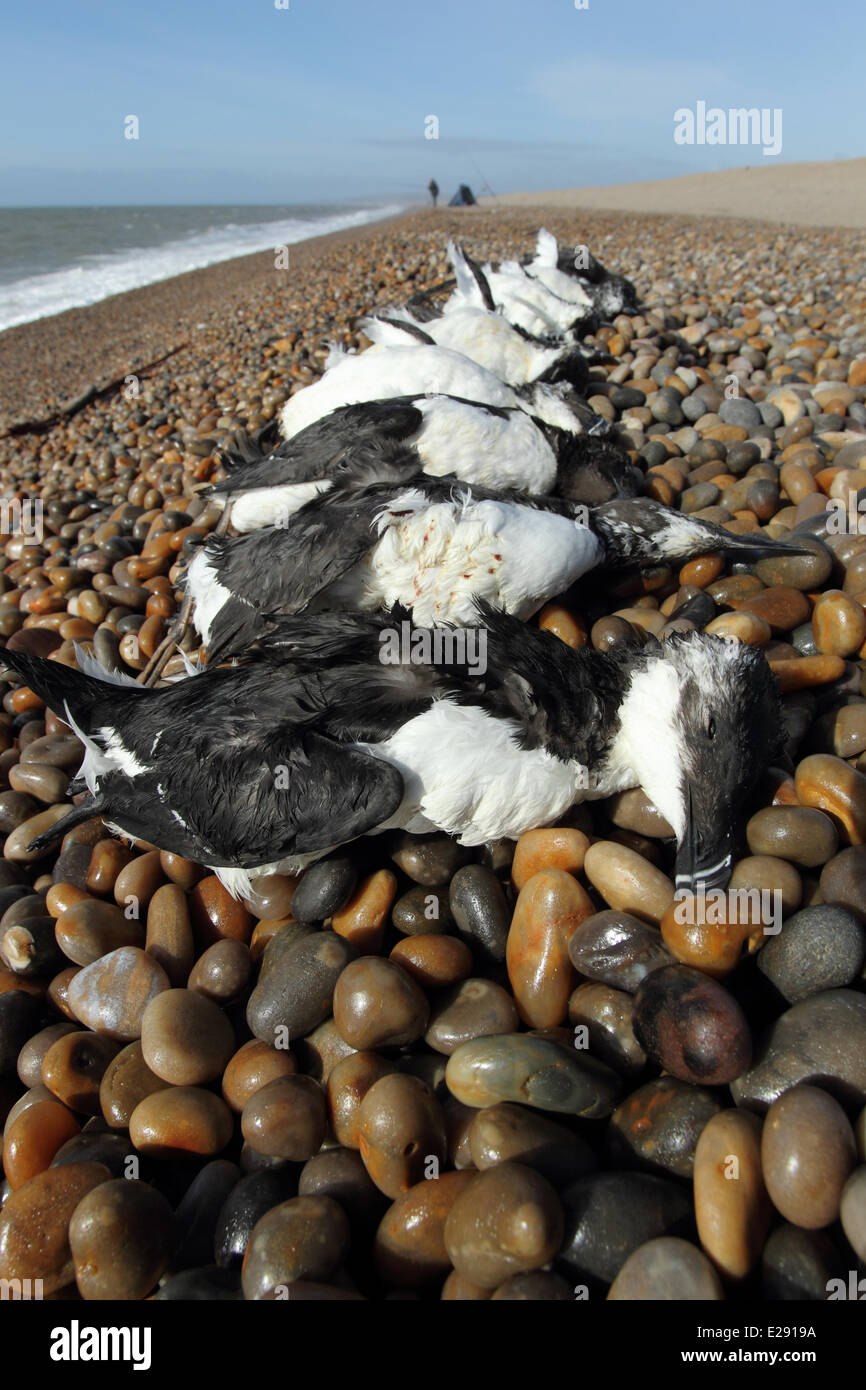 Razorbill (Alca torda) e comuni Guillemot (Uria aalge) adulti morti, lavato fino sulla spiaggia di ciottoli dopo la tempesta, Chesil Beach, Dorset, Inghilterra, Febbraio 2014 Foto Stock Razorbill (Alca torda) e comuni Guillemot (Uria aalge) adulti morti, lavato fino sulla spiaggia di ciottoli dopo la tempesta, Chesil Beach, Dorset, Inghilterra, Febbraio 2014 Foto Stock