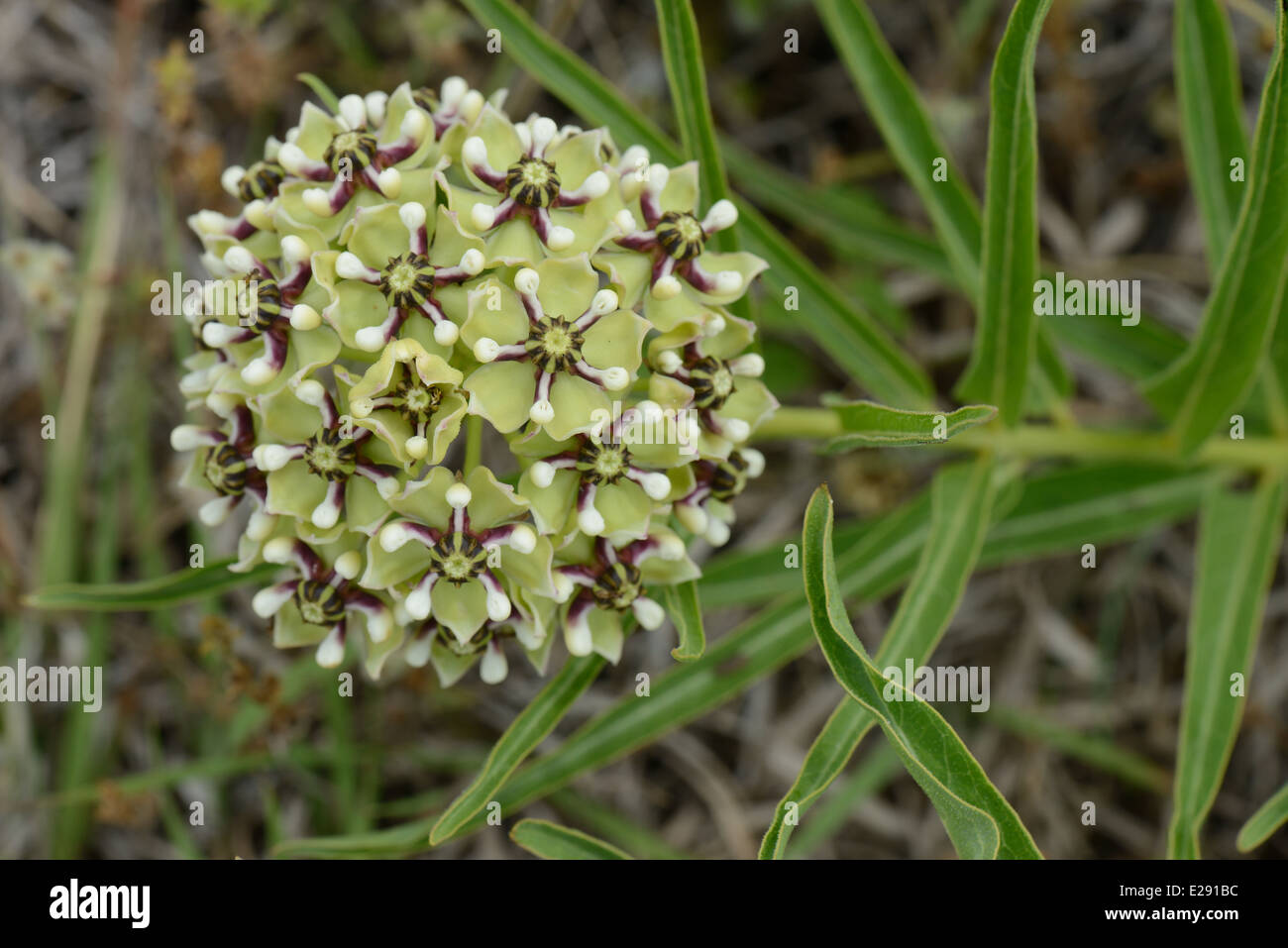 impianto ospite della monarch Foto Stock