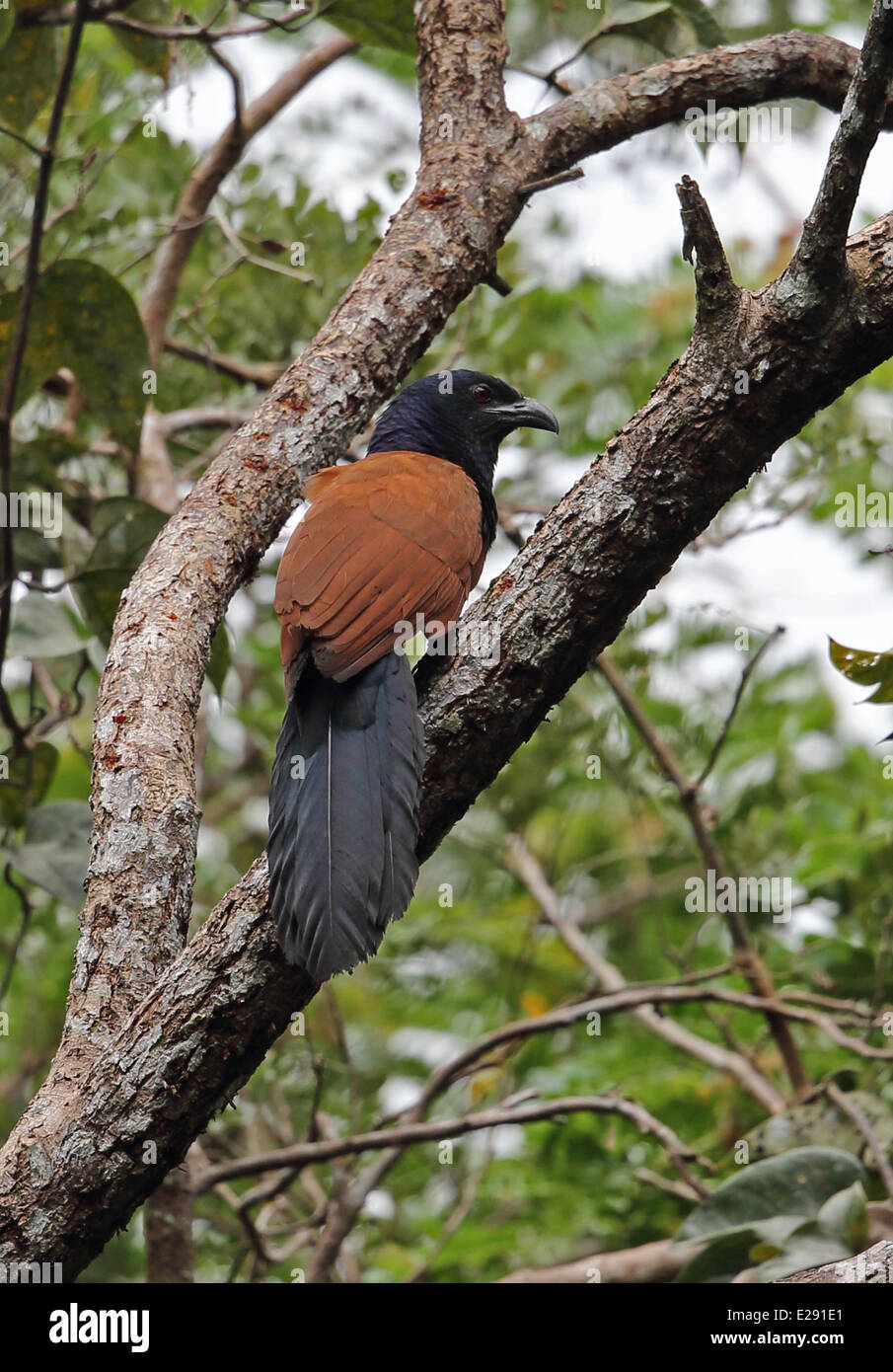 Maggiore Coucal (Centropus sinensis intermedius) adulto, appollaiato sul ramo, Taman Negara N.P., montagne Titiwangsa, Penisola Malese, Malaysia, Febbraio Foto Stock