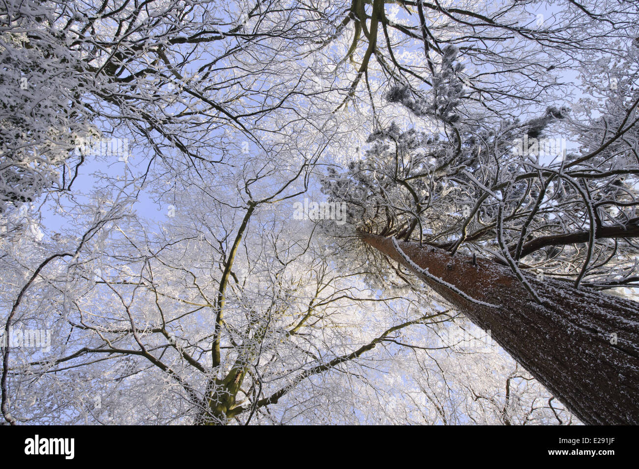 Trasformata per forte gradiente di brina sui boschi di latifoglie e conifere, Staffordshire, Inghilterra, Dicembre Foto Stock