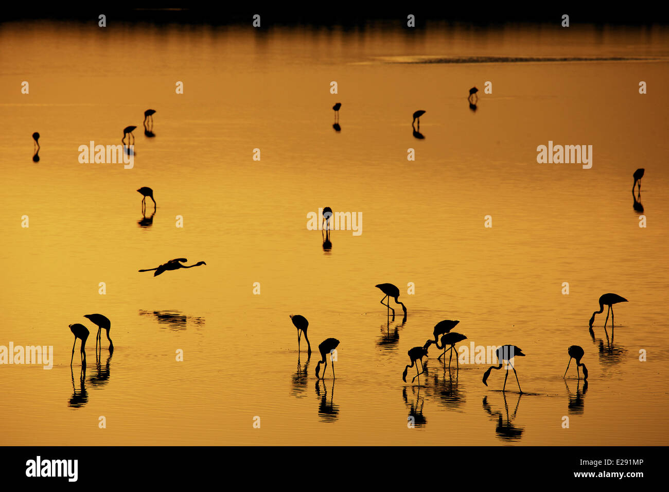 Fenicottero maggiore (Phoenicopterus roseus) gregge, alimentando in acque poco profonde, stagliano sul lago di soda al tramonto, Lake Magadi, Great Rift Valley, Kenya, Dicembre Foto Stock