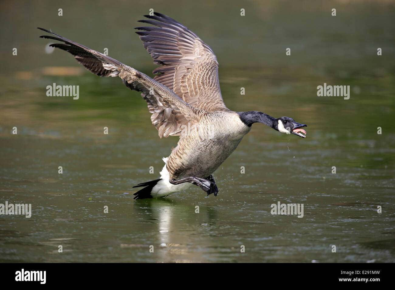 Canada Goose (Branta canadensis) specie introdotte, adulto, in volo, in minaccia aggressiva visualizzare su acqua, il Luisenpark Mannheim, Mannheim, Baden-Württemberg, Germania, Marzo Foto Stock