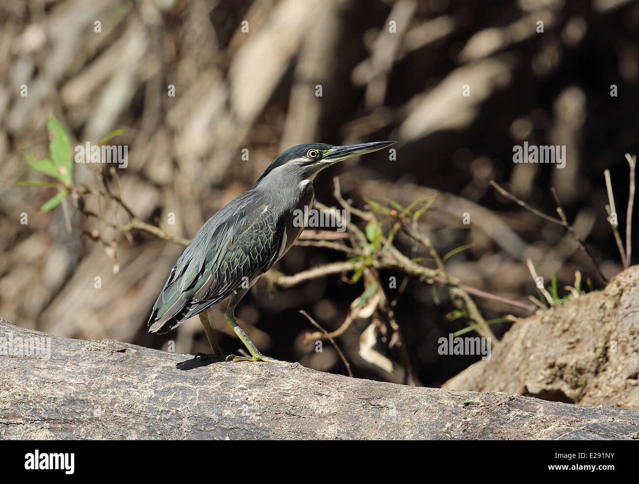 Airone striato (Butorides striatus javanicus) adulto, in piedi su albero caduto, Taman Negara N.P., montagne Titiwangsa, Penisola Malese, Malaysia, Febbraio Foto Stock