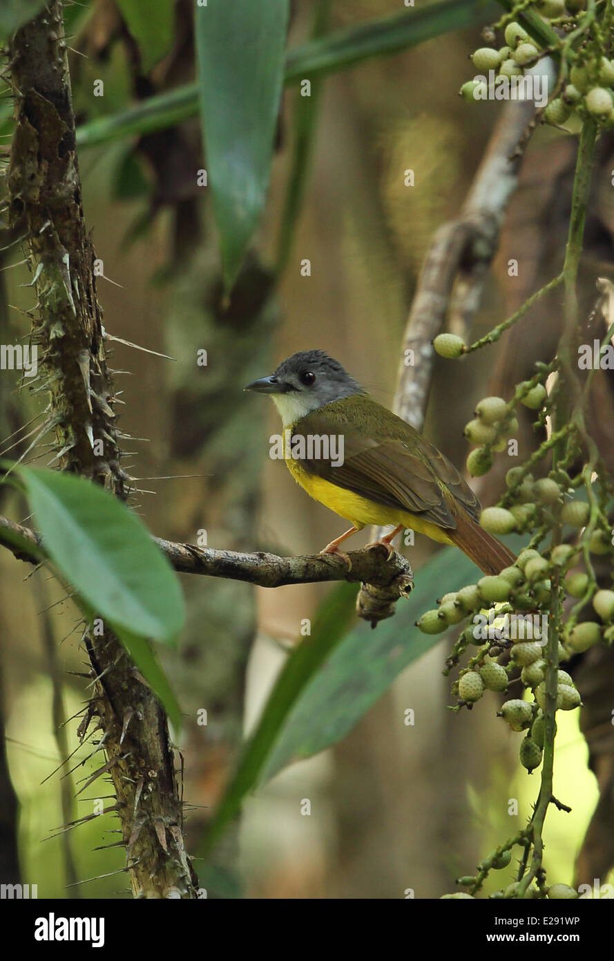 A becco giallo (Bulbul Alophoixus phaeocephalus phaeocephalus) adulto, appollaiato su ramoscello nella struttura ad albero fruttifero, Taman Negara N.P., montagne Titiwangsa, Penisola Malese, Malaysia, Febbraio Foto Stock