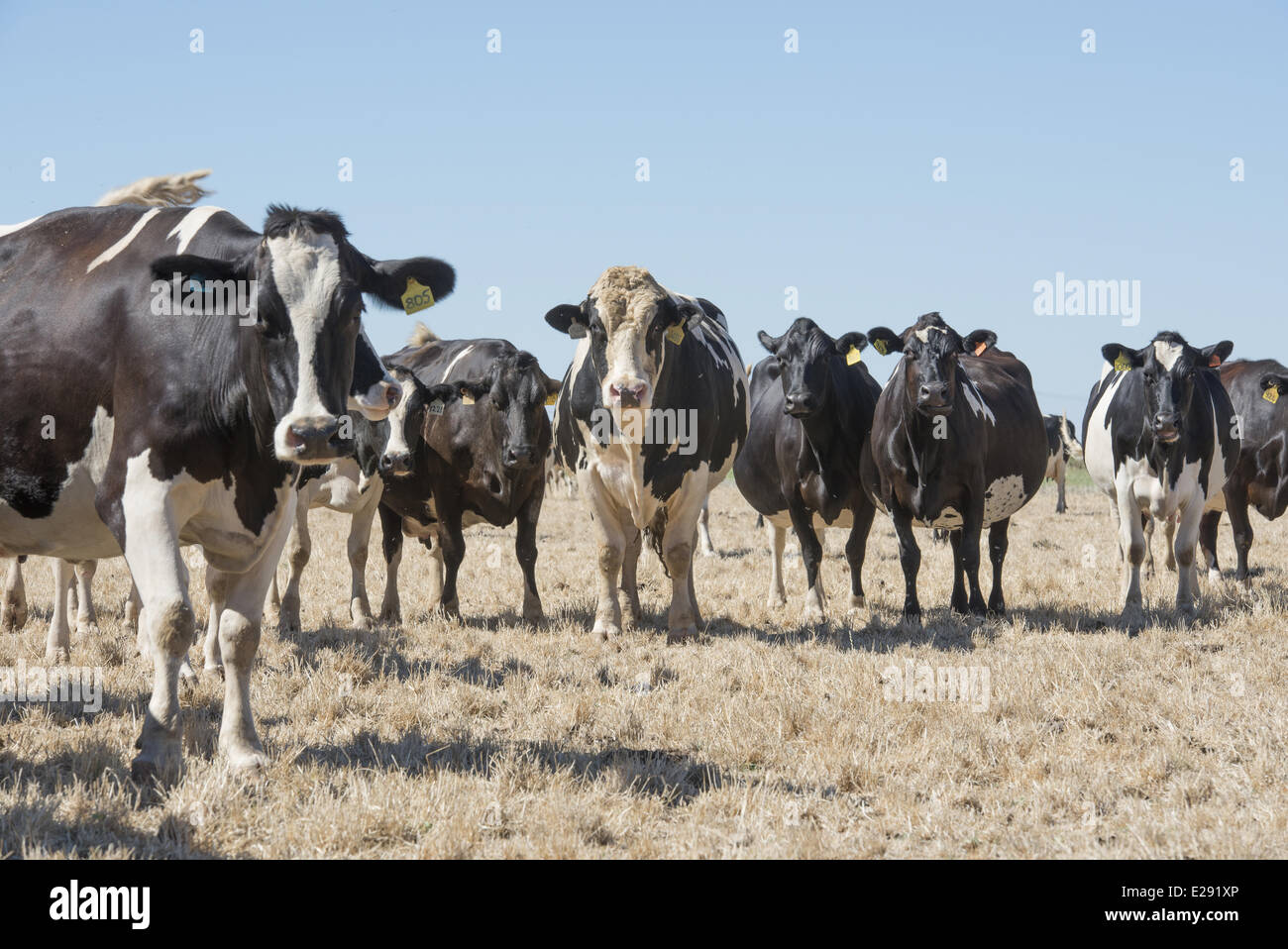 Bovini domestici, Holstein il frisone bull e asciugare le vacche, allevamento in piedi di pascolo, Cobram, Victoria, Australia, Febbraio Foto Stock