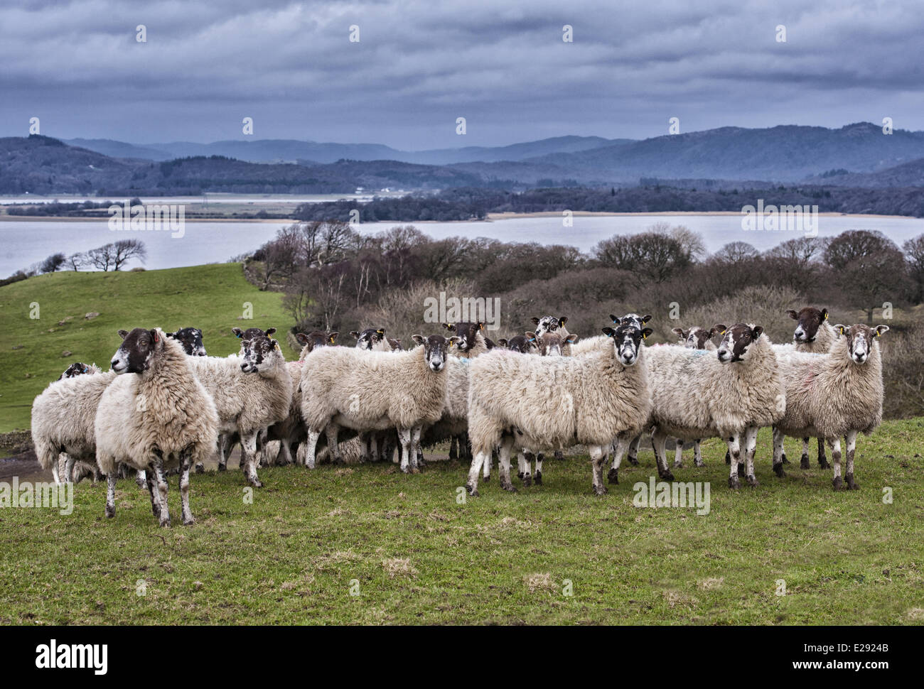 Gli animali domestici delle specie ovina, mulo pecore, gregge in piedi di pascolo, fiume Leven, Ulverston, Cumbria, Inghilterra, Marzo Foto Stock
