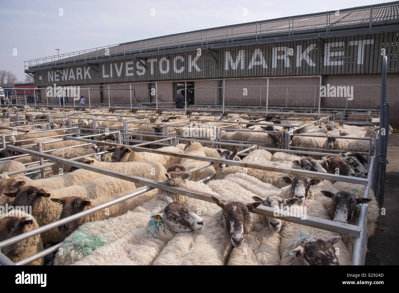 Gli animali domestici delle specie ovina, gregge in penne al mercato del bestiame, Newark mercato del bestiame, Newark, Nottinghamshire, Inghilterra, Marzo Foto Stock