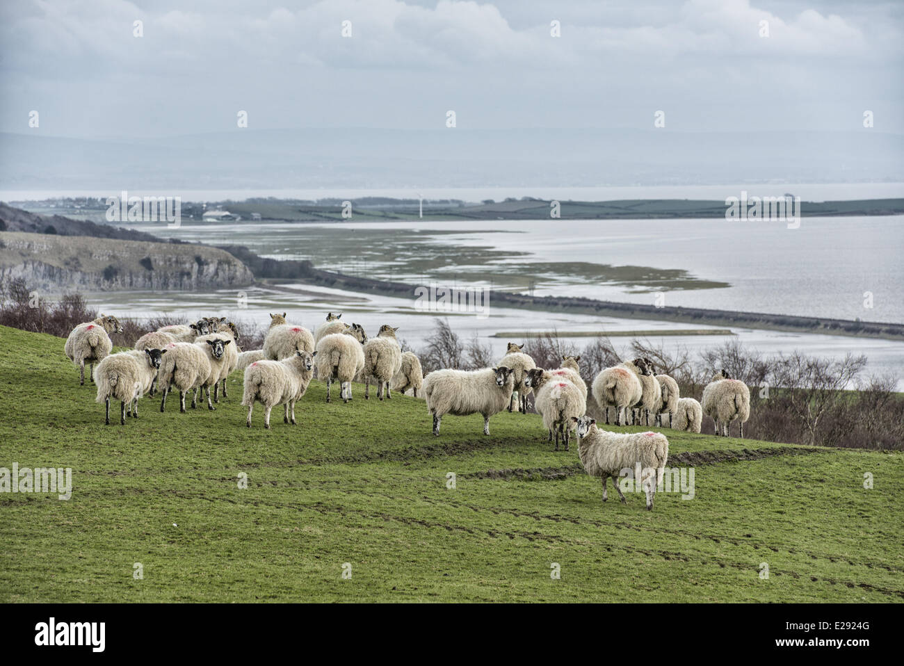 Gli animali domestici delle specie ovina, mulo pecore, flock, in piedi sul pascolo costiero, Morecambe Bay, Ulverston, Cumbria, Inghilterra, Marzo Foto Stock
