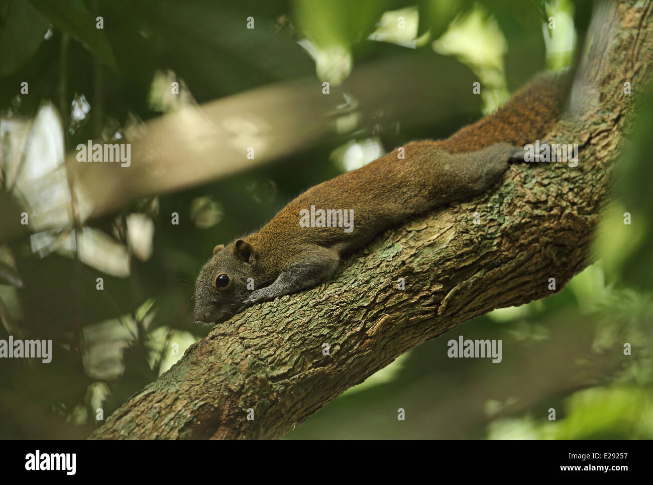 Grigio-panciuto scoiattolo (Callosciurus caniceps) adulto, appiattito sul ramo di albero durante la disputa territoriale, Taman Negara N.P., montagne Titiwangsa, Penisola Malese, Malaysia, Febbraio Foto Stock