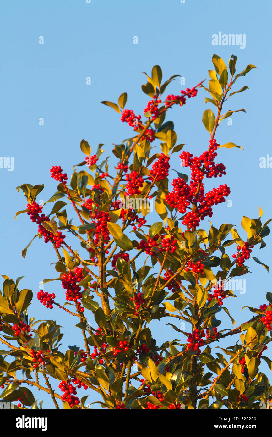 Francia, Haut Rhin, agrifoglio, o unione holly (Ilex aquifolium), albero femmina con frutti rossi Foto Stock