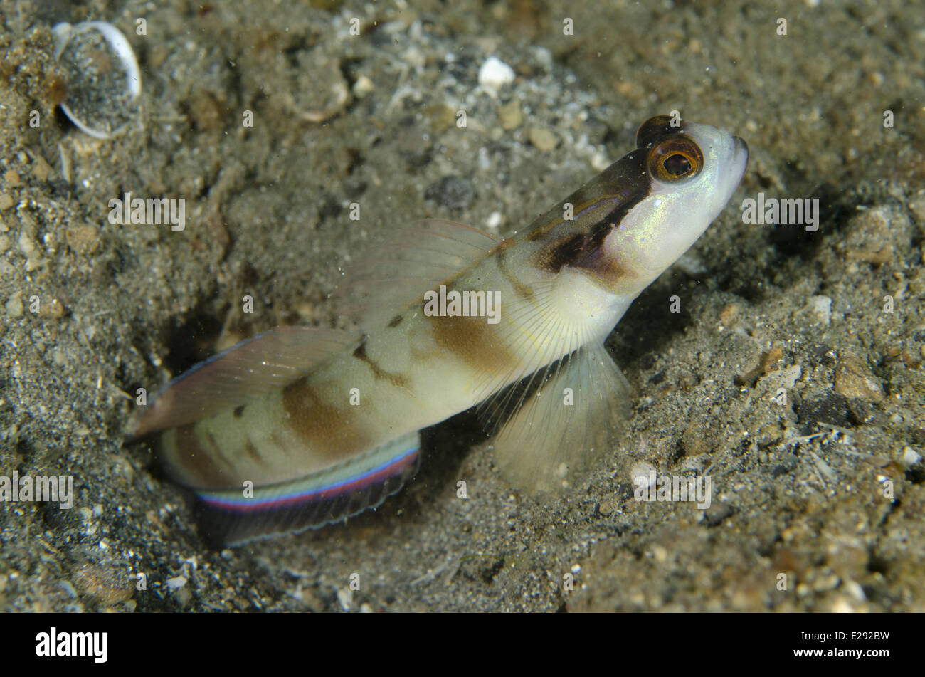 Shrimpgoby mascherato (Amblyeleotris gymnocephala) adulto, al burrow ingresso, Lembeh Straits, Sulawesi, Sunda Islands, Indonesia, Febbraio Foto Stock